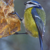 Sýkorka belasá(Parus caeruleus )