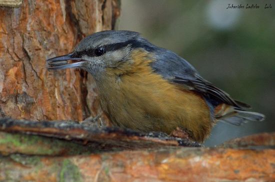 Brhlík lesný( Sitta europaea)