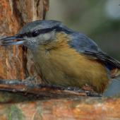Brhlík lesný( Sitta europaea)