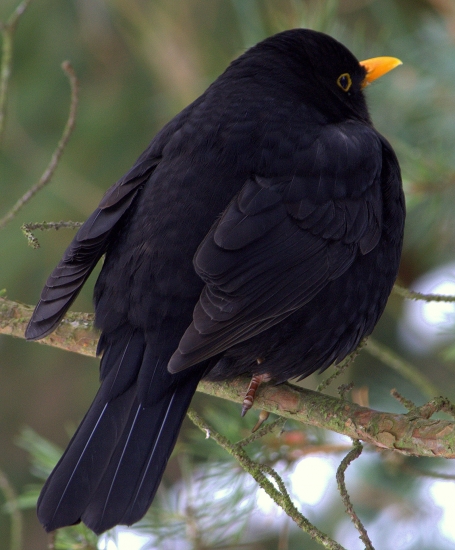 Mňa fotiť nebudeš.Drozd čierny (Turdus merula)