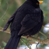Mňa fotiť nebudeš.Drozd čierny (Turdus merula)