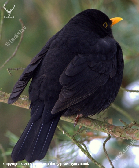 Mňa fotiť nebudeš.Drozd čierny (Turdus merula)