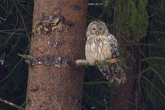Sova dlhochvostá (Strix uralensis)