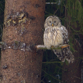 Sova dlhochvostá (Strix uralensis)