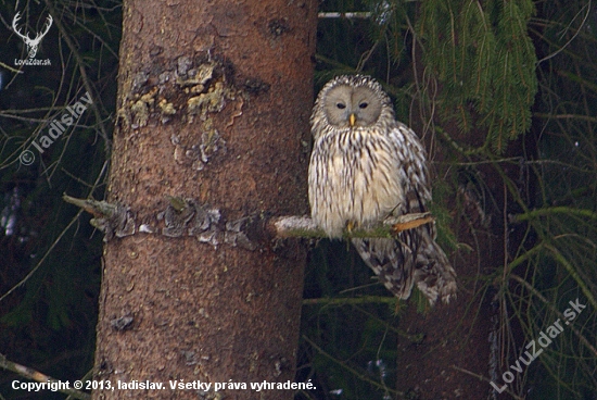 Sova dlhochvostá (Strix uralensis)
