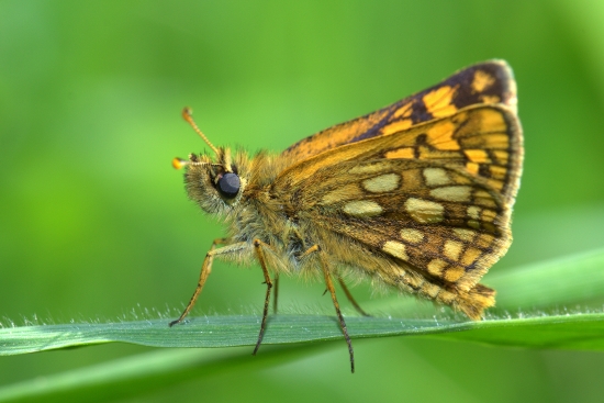 Súmračník skorocelový(Carterocephalus palaemon)