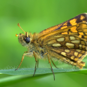 Súmračník skorocelový(Carterocephalus palaemon)