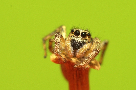 Skákavka pruhovaná (Salticus scenicus)