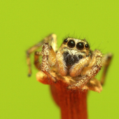 Skákavka pruhovaná (Salticus scenicus)