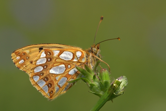 Perlovec malý (Issoria lathonia)