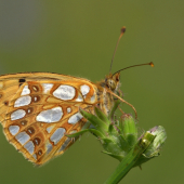 Perlovec malý (Issoria lathonia)