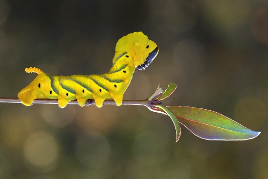 Lišaj Smrtihlav (Acherontia atropos)  Húsenica