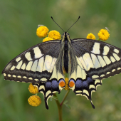 Vidlochvost  feniklový (Papilio machaon)