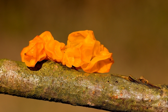 Tremella mesenterica (rôsolovka zlatožltá)
