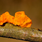 Tremella mesenterica (rôsolovka zlatožltá)