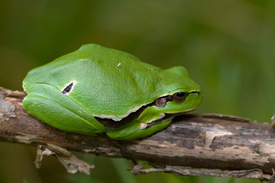 Rosnička zelená (Hyla arborea)