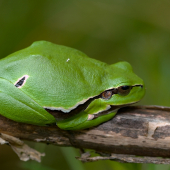 Rosnička zelená (Hyla arborea)