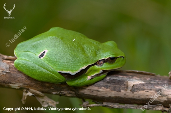 Rosnička zelená (Hyla arborea)