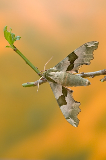 Lišaj lipový (Mimas tiliae)