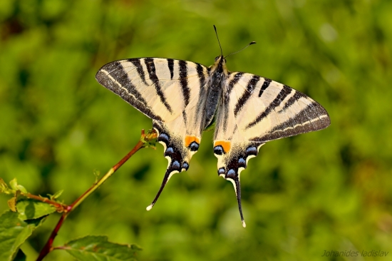 Vidlochvost ovocný - Iphiclides podalirius
