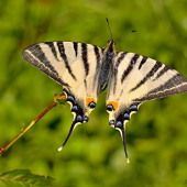 Vidlochvost ovocný - Iphiclides podalirius
