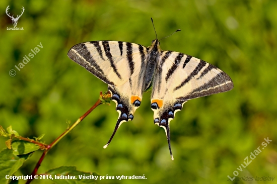 Vidlochvost ovocný - Iphiclides podalirius