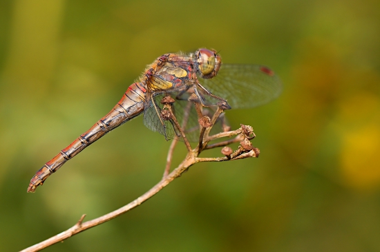 Vážka  (Sympetrum striolatum)