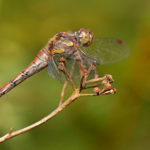 Vážka  (Sympetrum striolatum)