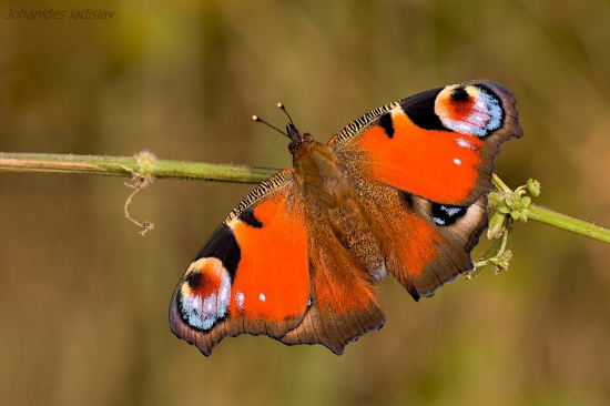 Babôčka pávooká - Aglais io