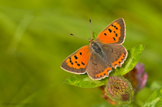 Ohniváčik čiernokrídly - Lycaena phlaeas