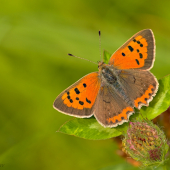 Ohniváčik čiernokrídly - Lycaena phlaeas