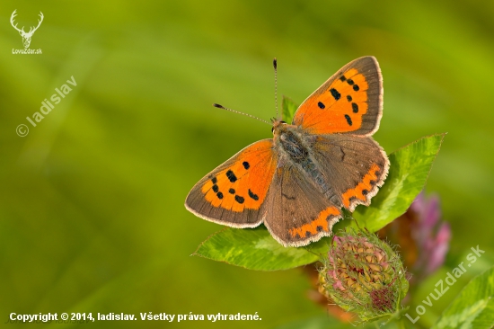 Ohniváčik čiernokrídly - Lycaena phlaeas