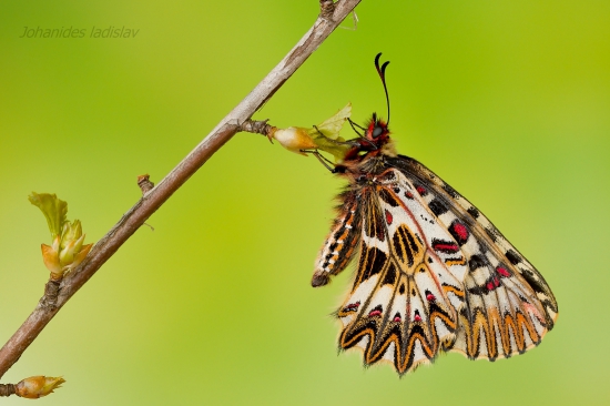 Pestroň vlkovcový - Zerynthia polyxena
