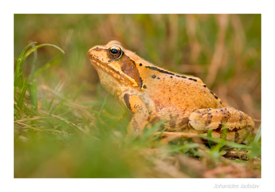 Skokan hnedý (Rana temporaria)