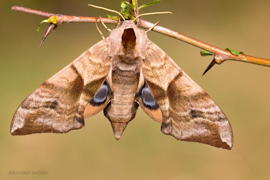 Lišaj pávooký (Smerinthus ocellata)