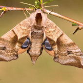 Lišaj pávooký (Smerinthus ocellata)