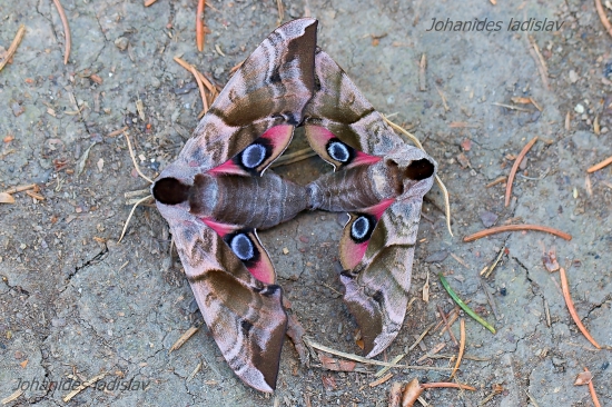 Lišaj pavooký-Smerinthus ocellatus