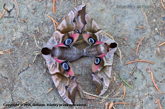 Lišaj pavooký-Smerinthus ocellatus