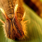 CALIGO