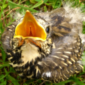 Mladý drozd - som hladný