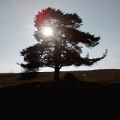 Borovica a Slniečko... :)