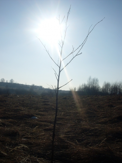 Nádejný strom :)