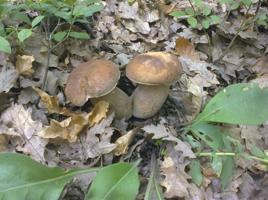 Moje prvé dvojičky tento rok ;)