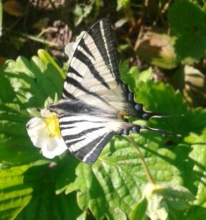 Vidlochvost ovocný (Iphiclides podarilius)
