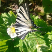 Vidlochvost ovocný (Iphiclides podarilius)
