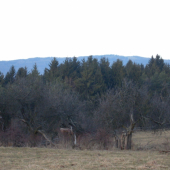 Višne,Smreky a kopec...