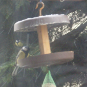 Keď prikrmujeme vtáčiky...