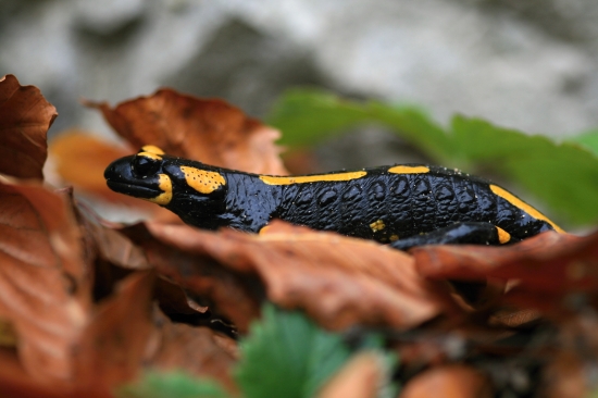 Salamandra