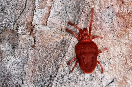 Roztočík červený