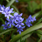 Scilla dvojlistá